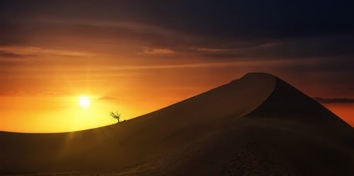 Immagine gratuita di alba, albero nudo, crepuscolo