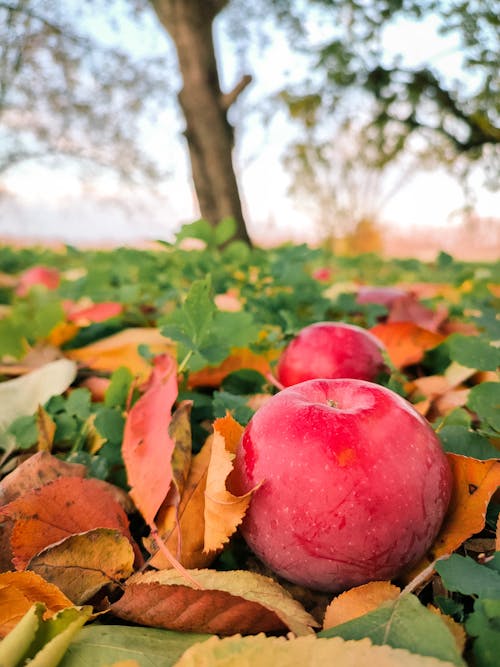 Free Fotos de stock gratuitas de de cerca, hojas caídas, manzanas rojas Stock Photo