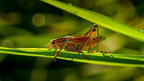 Ilmainen kuvapankkikuva tunnisteilla eläin, Heinäsirkka, hyönteinen Kuvapankkikuva