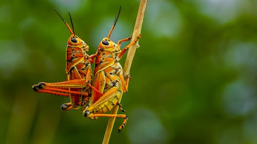 Green Grasshoppers on Brown Stem