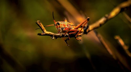 bezplatná Základová fotografie zdarma na téma divočina, divoký, kobylka Základová fotografie