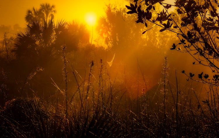 Vegetation And Golden Sky