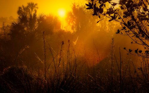Free Captivating sunrise over a dewy meadow with vibrant foliage, captured in warm golden tones. Stock Photo