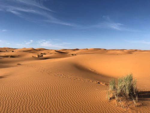 Groene Grassen Op De Sahara Woestijn