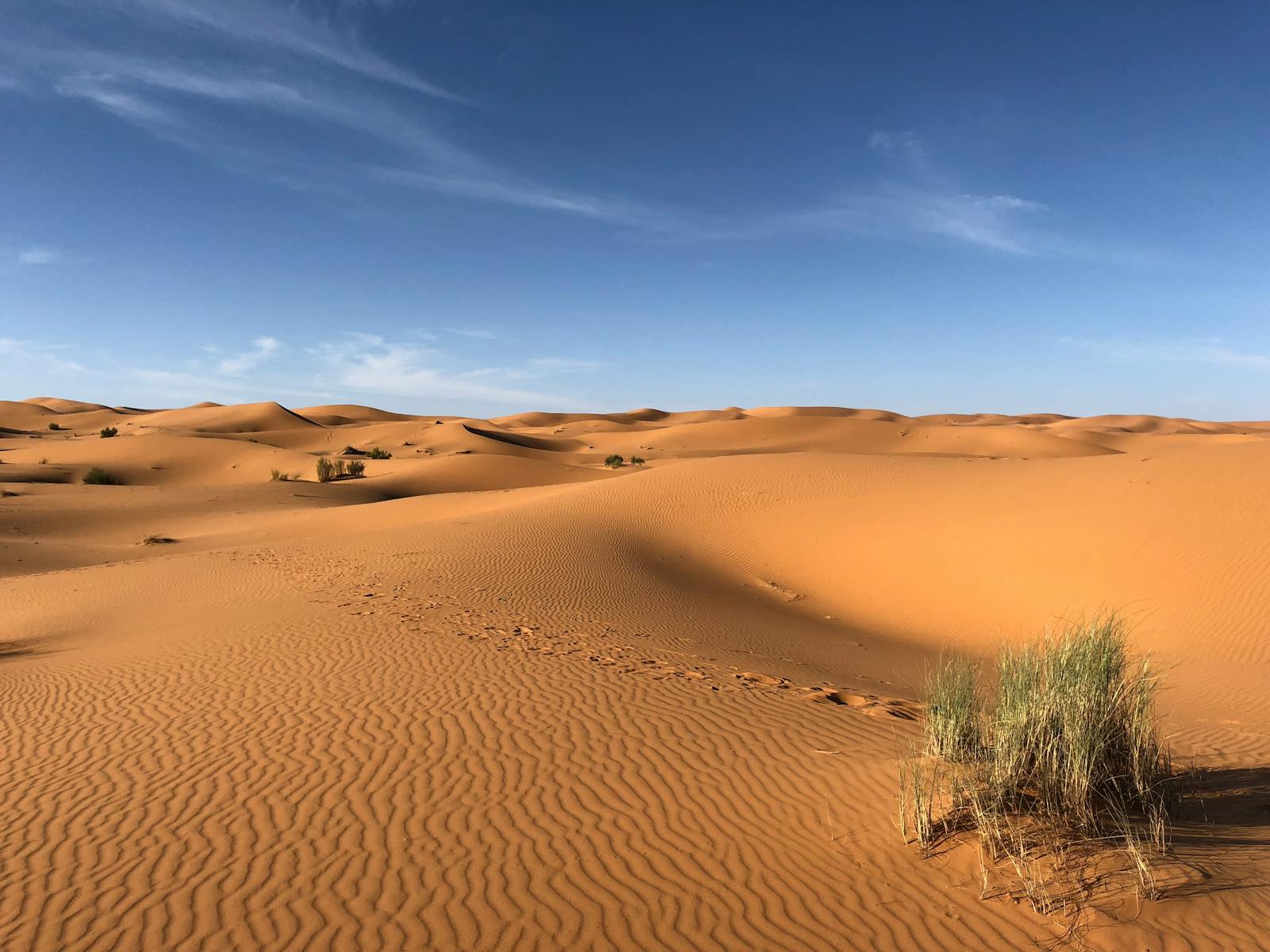 Desert Landscape