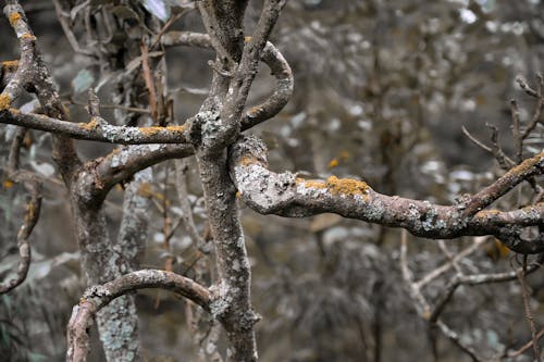 Darmowe zdjęcie z galerii z bagno, dżungla, underbrush