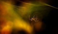 Brown Spider on Spider Web in Close Up Photography