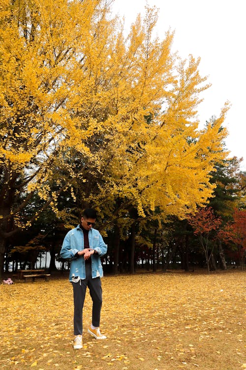 Free stock photo of asian, autumn, korea Stock Photo