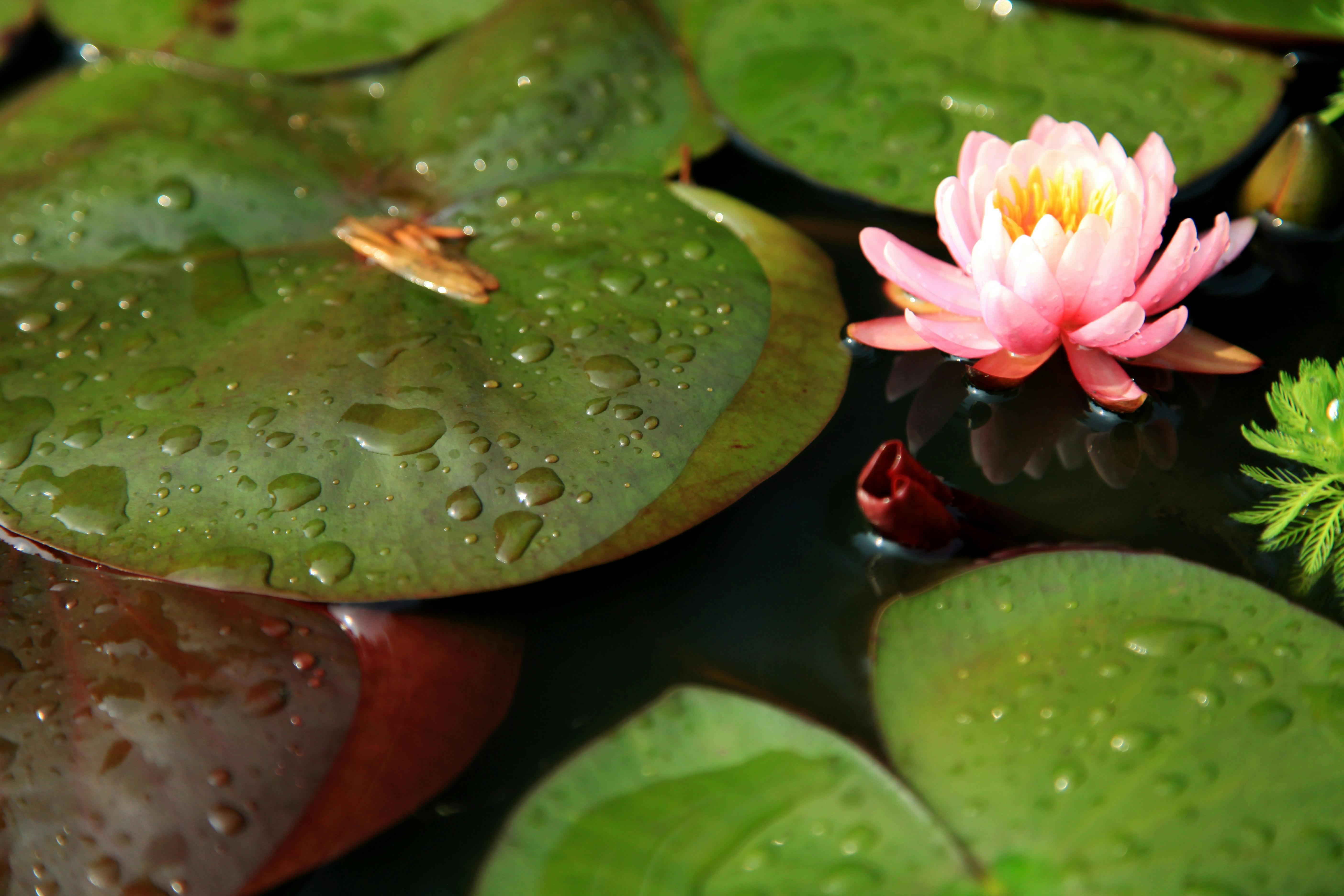 スコットランドのハイランドゲームズでキャバートスをする男性