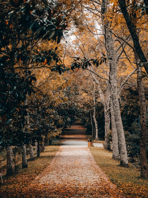 Fallen Leaves on Concrete Pathway Between Trees