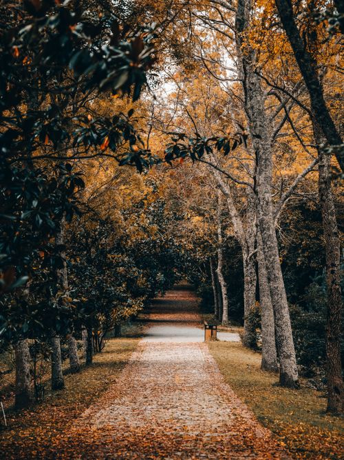Free Tranquil walkway lined with trees and autumn leaves in Istanbul's nature park. Stock Photo
