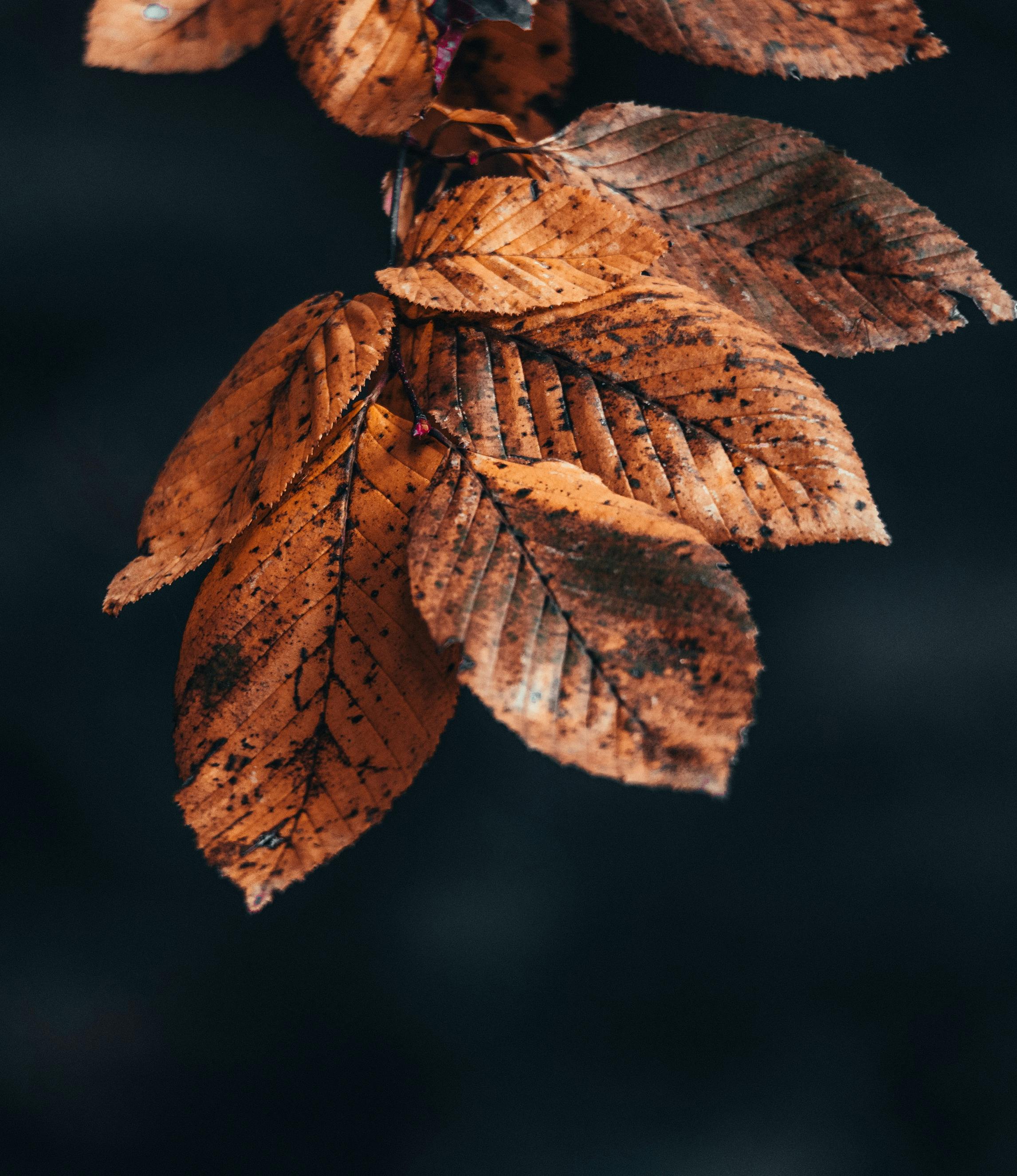 Close-up of Orange Autumn Leaves on Black Background · Free Stock Photo