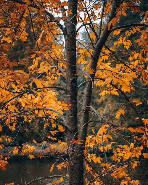 Foto profissional grátis de ao ar livre, árvore, coberto