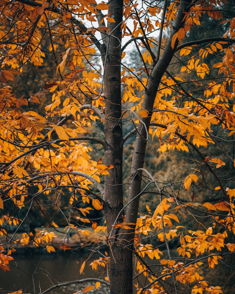 Tree Covered In Orange Leaves