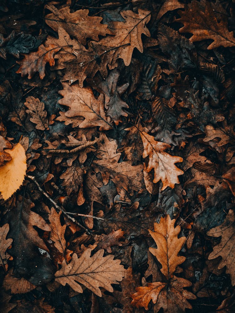 Photo Of Fallen Dead Leaves