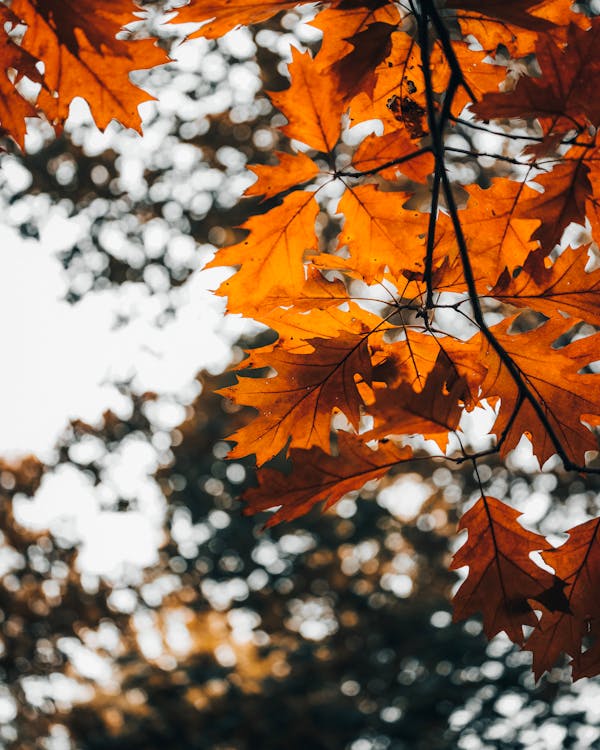 Orange Leaves on Branch · Free Stock Photo
