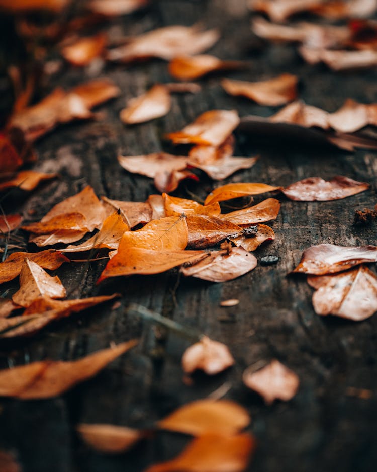 Wet Fallen Leaves Laying On Ground