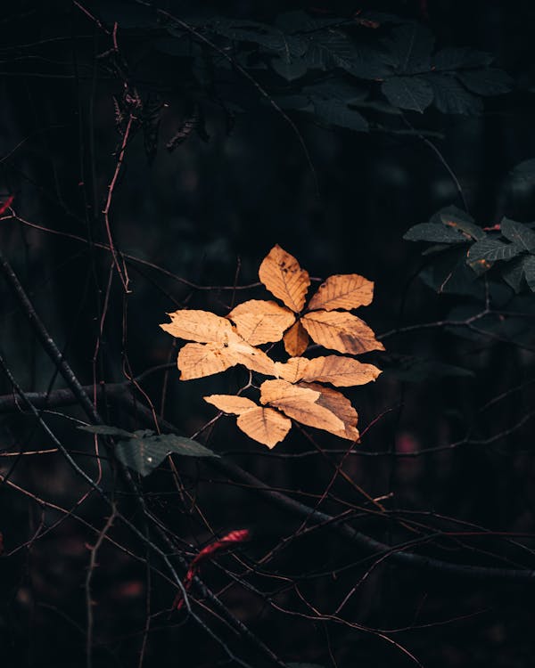 Orange Leaves on Black Background · Free Stock Photo
