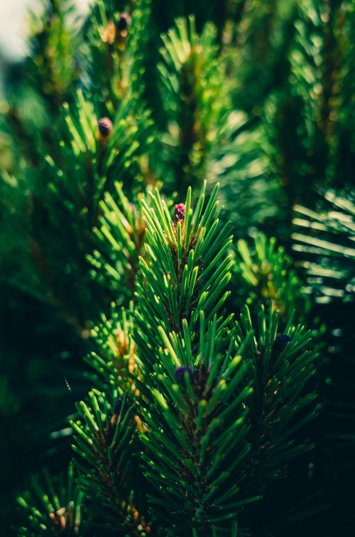 Free Close-up shot of vibrant pine leaves with natural sunlight casting shadows. Stock Photo