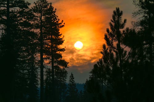 бесплатная Бесплатное стоковое фото с багровое небо, восход, деревья Стоковое фото