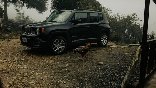 Free A black SUV parked on a rural dirt road with a chicken in the foreground. Stock Photo
