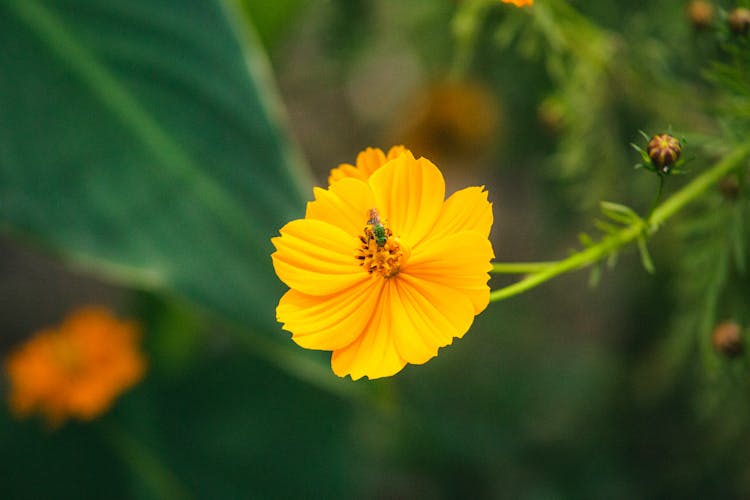 Insect On Yellow Flower