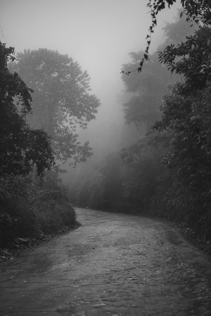 Eerie misty road through dense forest captured in striking black and white.