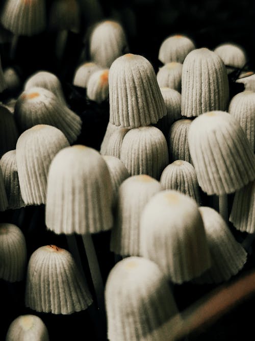 Close-Up View of Mushrooms