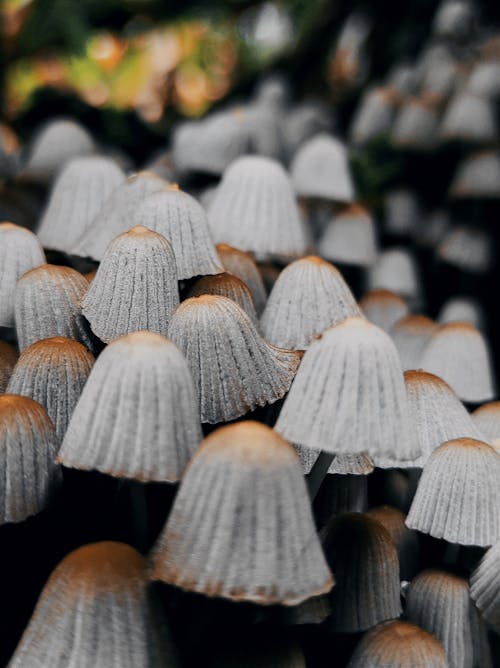 Gratuit Photos gratuites de champignon vénéneux, champignons, fermer Photos