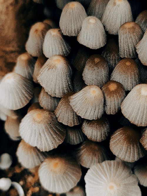 Fairy Inkcap Mushrooms in Close Up Photography