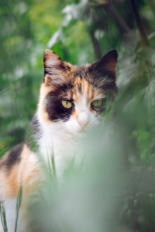 Kostenloses Stock Foto zu haustier, katze, katzenartig