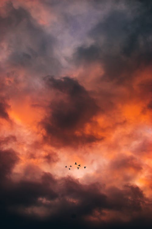 Gratis arkivbilde med dramatisk himmel, fugler, himmelen Arkivbilde