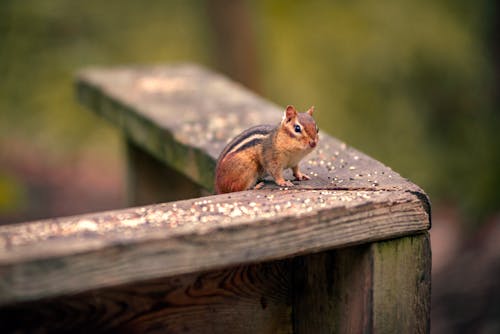 Free stock photo of chipmunk, cute, forest