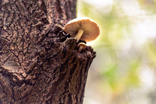 Free stock photo of forest, mushrooms, whimsical