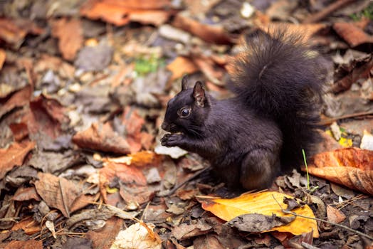 A black squirrel eating a nut amidst colorful autumn leaves in an urban park setting.