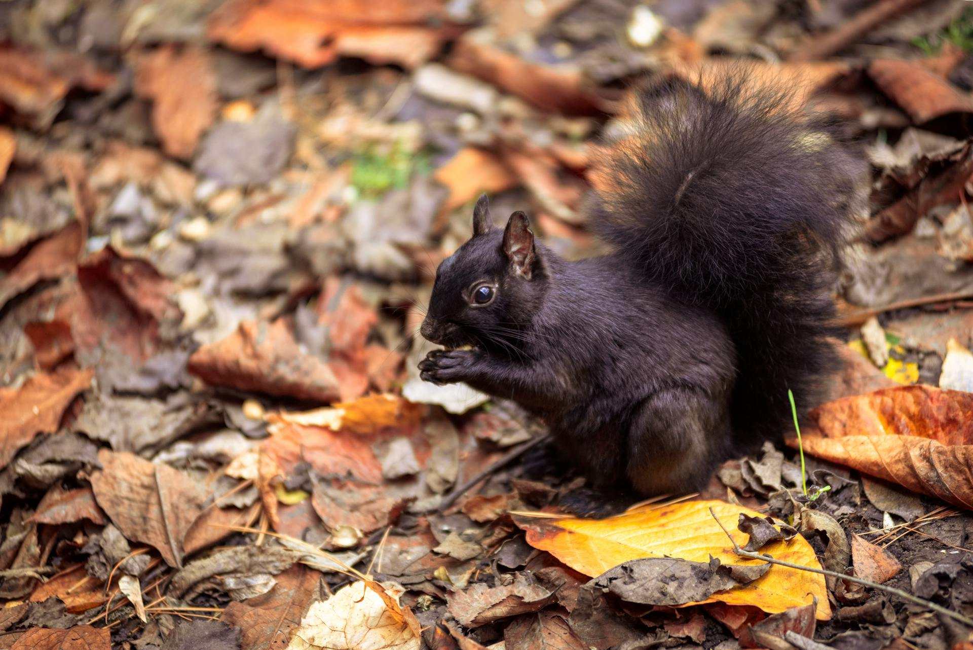 Cute Black Squirrel Sitting on Ground Covered with Autumn Leaves and Eating