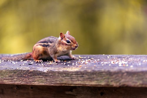 Free stock photo of chipmunk, cute, forest