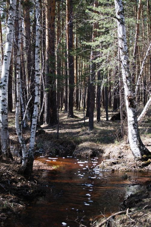 Free Serene forest stream surrounded by birch and pine trees on a sunny day. Stock Photo