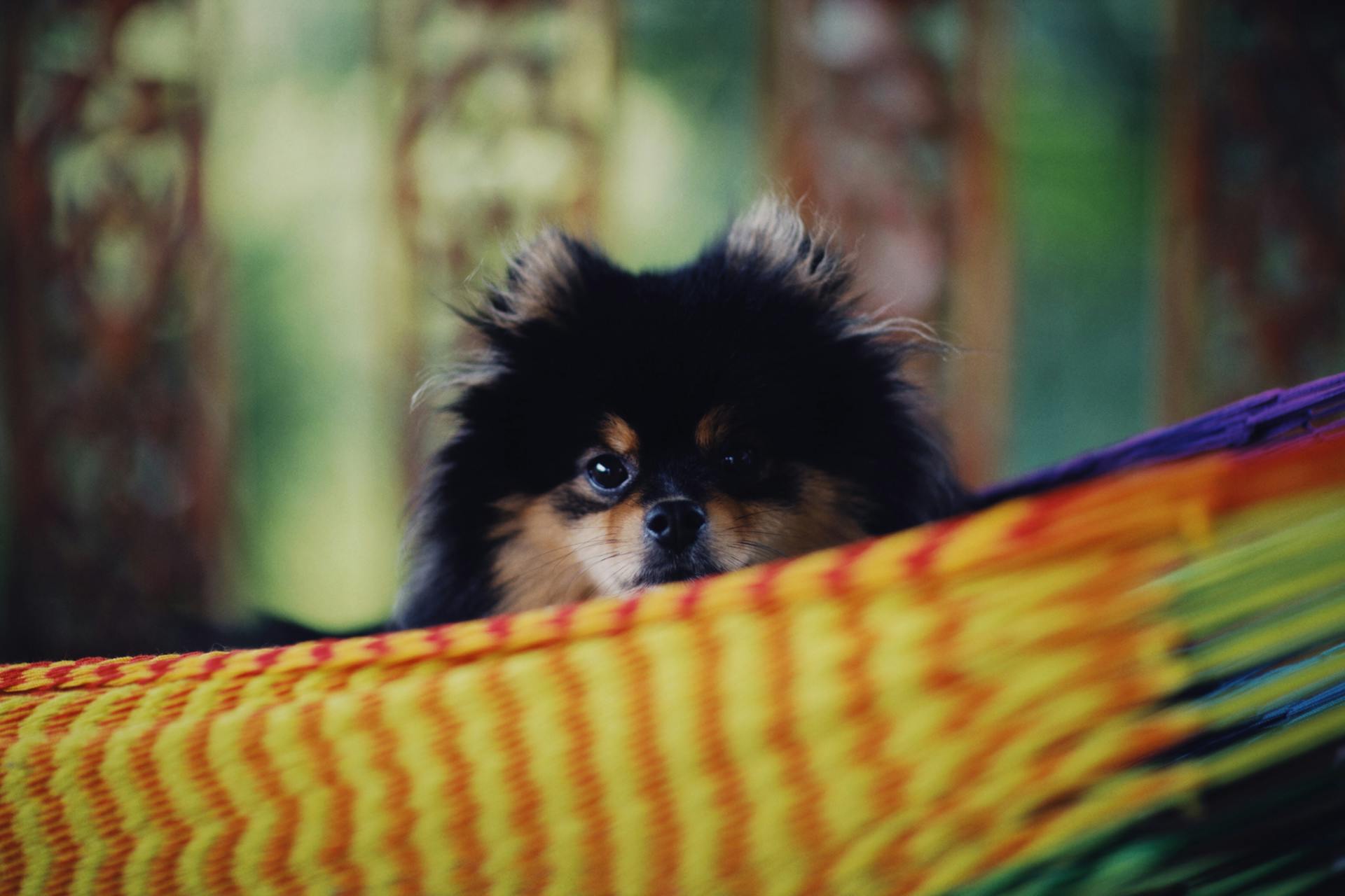 A Close-Up Shot of a Pomeranian Dog