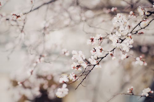 Безкоштовне стокове фото на тему «Вибірковий фокус, вишневий цвіт, відділення» стокове фото