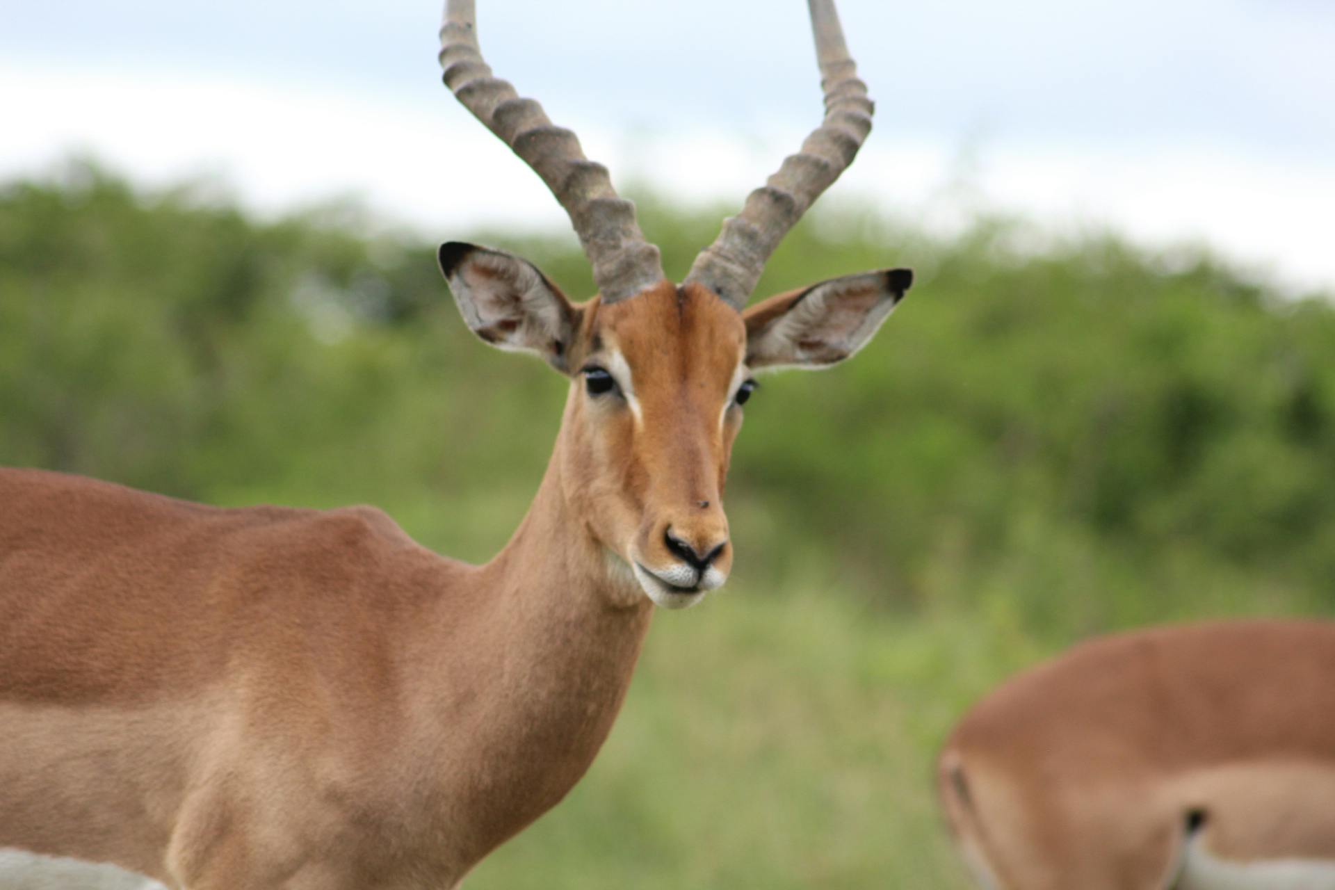 Foto Stok Gratis Tentang Afrika Selatan Binatang Fauna