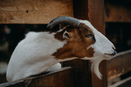 動物, 動物攝影, 哺乳動物 的 免費圖庫相片