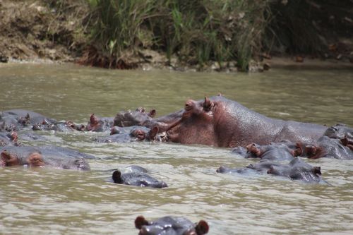 Free stock photo of animal, calm waters, hippopotamus Stock Photo