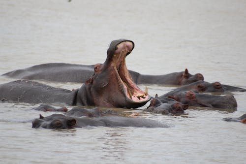 Free stock photo of animal, calm waters, hippopotamus Stock Photo