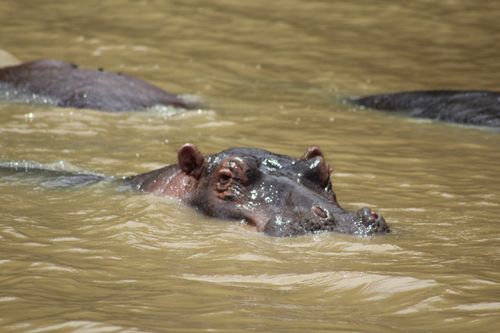 Free stock photo of animal, calm waters, hippopotamus Stock Photo