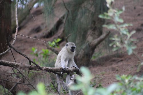 Free stock photo of baby monkey, candid, depth of field Stock Photo