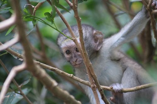Free stock photo of baby monkey, candid, cute Stock Photo
