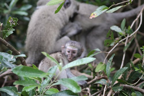 Free stock photo of baby monkey, candid, cute animals Stock Photo