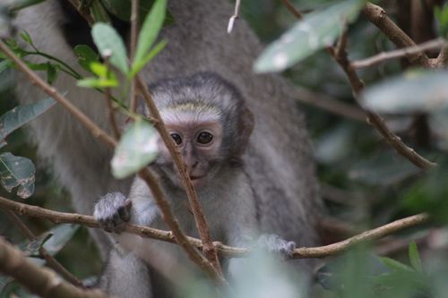Free stock photo of baby monkey, candid, cute animals Stock Photo
