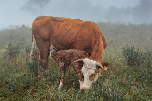 Δωρεάν στοκ φωτογραφιών με αγελάδα, βόδια, βοσκοτόπι Φωτογραφία από στοκ φωτογραφιών